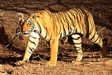 http://upload.wikimedia.org/wikipedia/commons/thumb/1/17/Tiger_in_Ranthambhore.jpg/220px-Tiger_in_Ranthambhore.jpg
